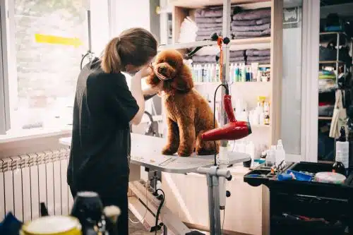 A dog groomer trims a poodles facial fur.