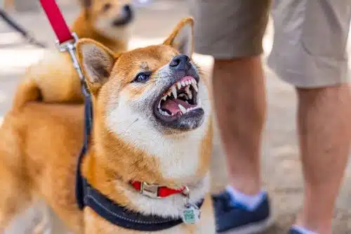 An aggressive dog on a leash growls at a stranger.