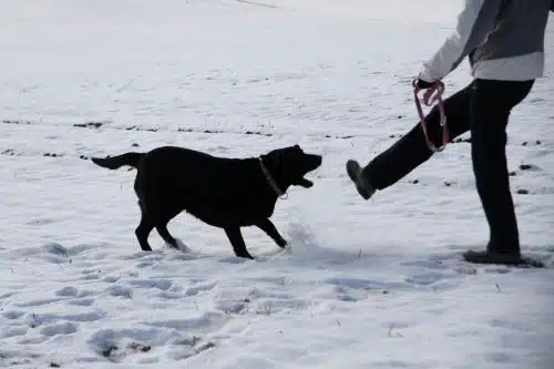A black dog attempts to bite a man's foot in the snow.